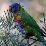 best plants for parrots