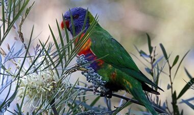 best plants for parrots