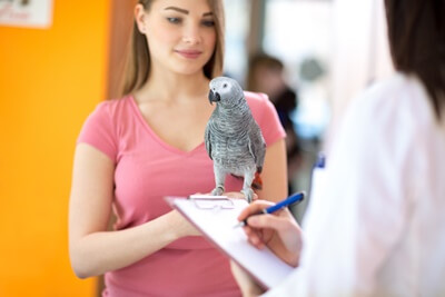 can parrots have a stroke?