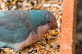 View of How Cold Is Too Cold for Parrots? [Bird-Safe Temperature Table]