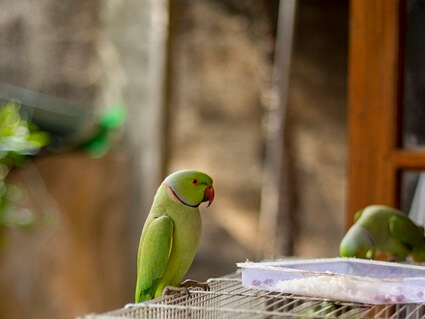 hepatic lipidosis in parrots