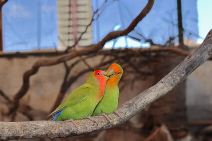 how long does it take for parrots to mate?