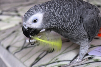 how to entertain African grey parrots