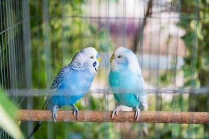 parrot Courtship Behaviors