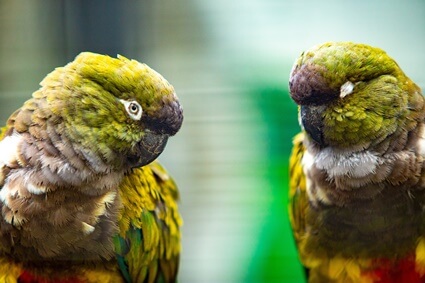 parrot body language