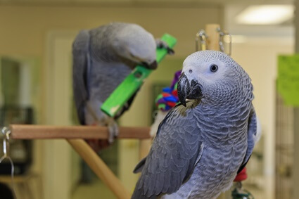 what do African grey parrots like to do for fun?