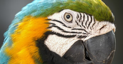 what is eye pinning in parrots?