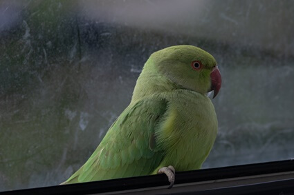 what temperature is too cold for parrots?