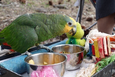 what temperature is too hot for parrots?
