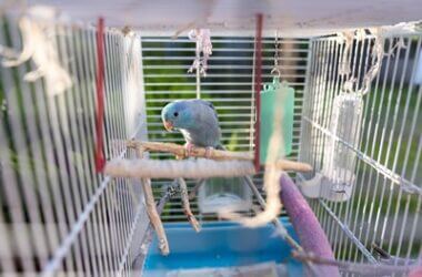 what to put in a parrot cage