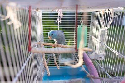 what to put in a parrot cage