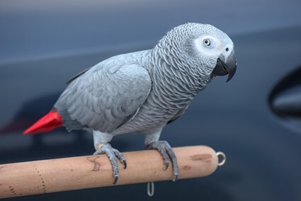 why do parrots eyes pin?