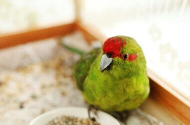why do parrots go to the bottom of the cage?