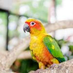 why is my parrot breathing fast?
