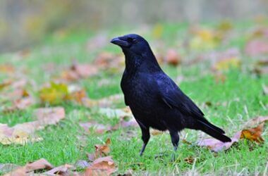 are parrots more intelligent than crows?