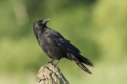 can crows talk like parrots?