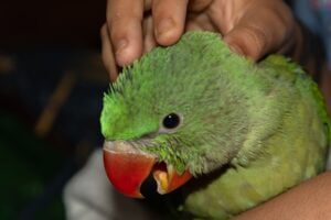 Why Does My Parrot's Breath Smell Bad?