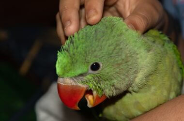 do parrots have bad breath?