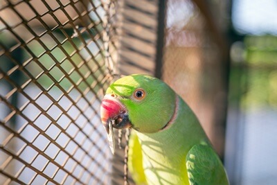does my parrot have separation anxiety?