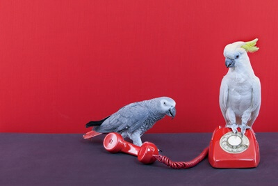 funny things to make a parrot say