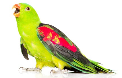 funny things to teach a parrot