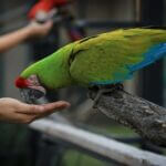 how much chocolate is toxic to parrots?