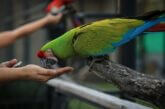 Gallery Detail: How Much Chocolate Will Kill My Parrot Theobromine Toxicity