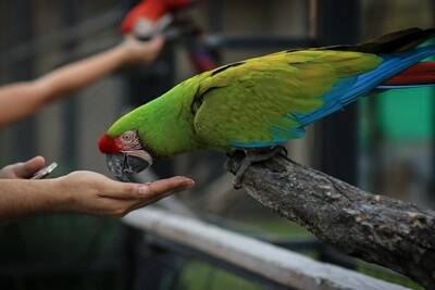 how much chocolate is toxic to parrots?