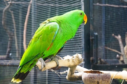 what does it mean when a parrot poops blood?