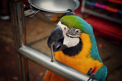 what makes parrots so intelligent?