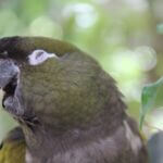 why do parrots laugh?
