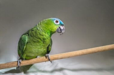 why do parrots poop blood?