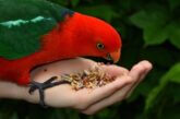 Picture of Vitamin A Deficiency Symptoms in Parrots