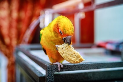 do parrots stop eating when they're full?
