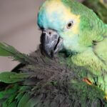 respiratory problems in parrots