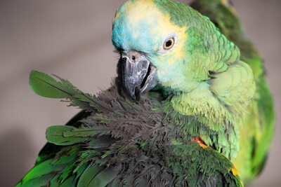 respiratory problems in parrots