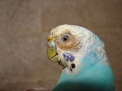 sinusitis in parrots treatment