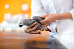 Picture of What Are Stress Bars on Parrots Feathers?