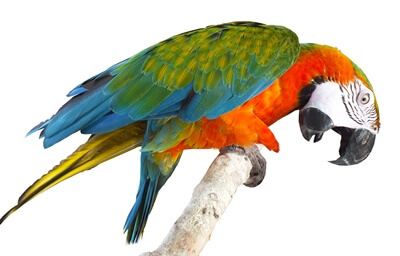 what to do if your parrot is scared