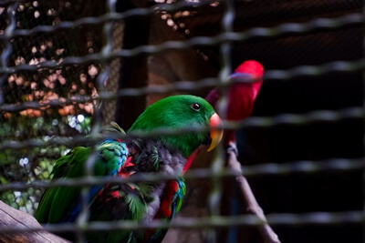 what to know before owning a parrot