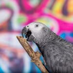 why are parrots so destructive?