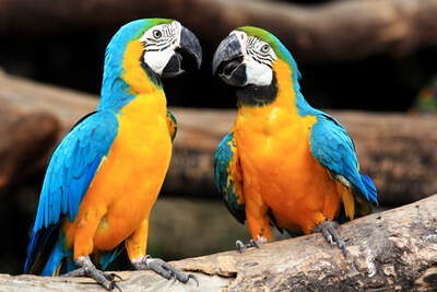 Can parrots have conversations?