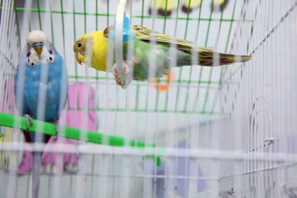 Is it normal for parakeets to fight?