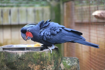 are black palm cockatoos good pets?