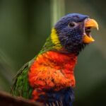 are parrots loud pets?