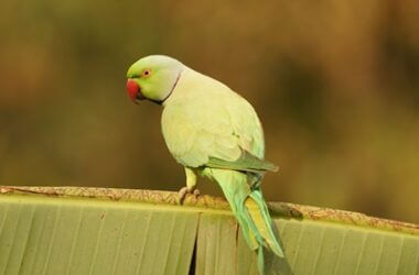 at what age do ringneck parrots talk?