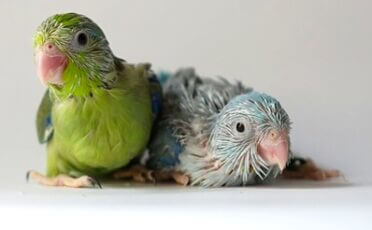 Can You Breed Brother And Sister Parrots? (Inbreeding)