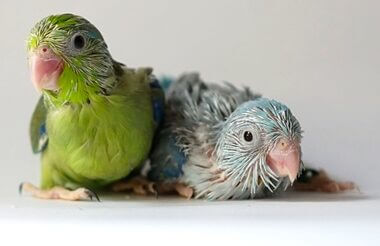 can you breed parrot siblings?