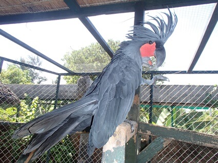 can you own a black palm cockatoo?
