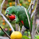 do parrots have taste receptors?